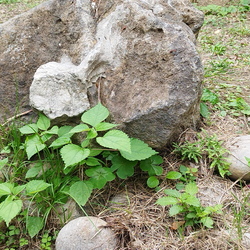 中正高中校園花草